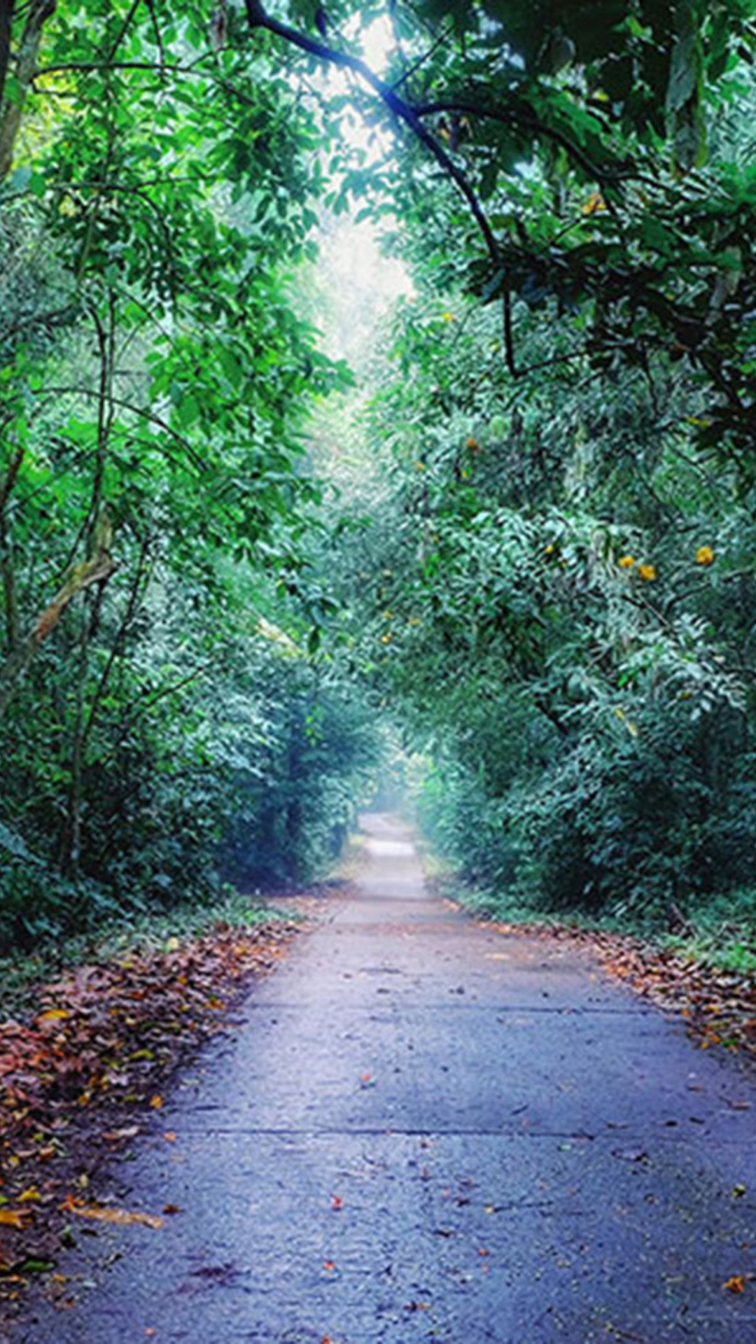 Cuc Phuong national park