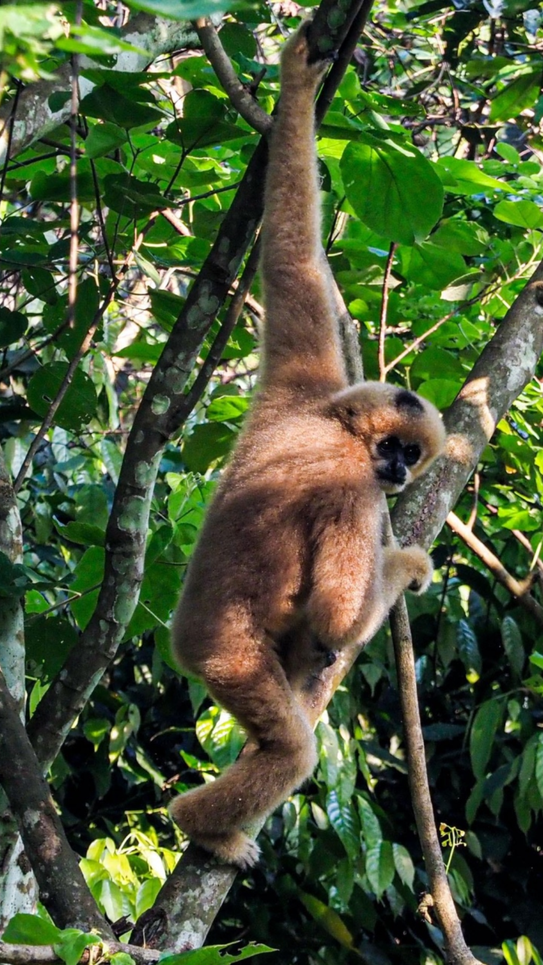 Cuc Phuong national park